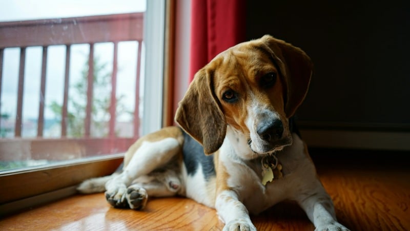 beagle