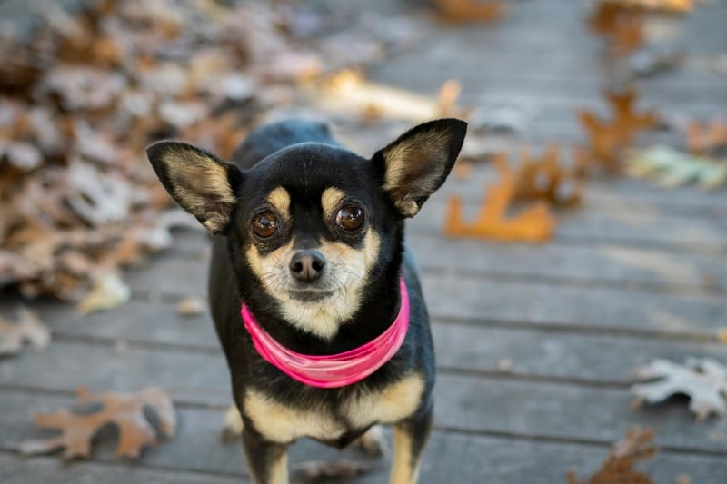 Chihuahua