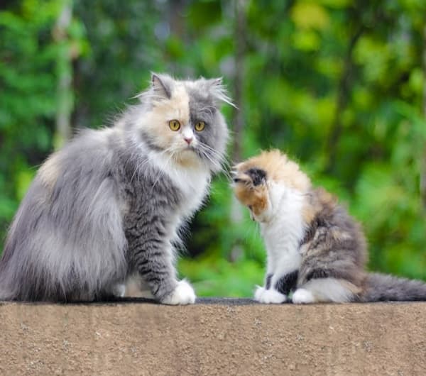 cuánto crece un gato persa