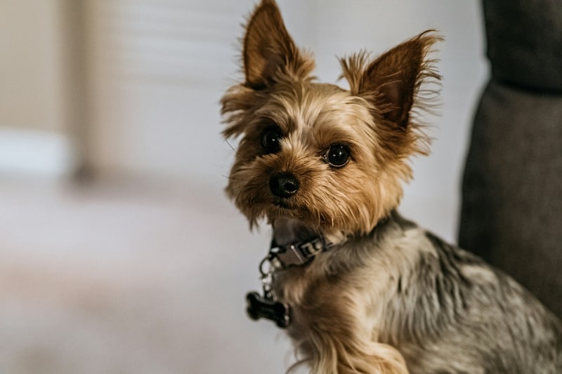 Evolución del Yorkshire Terrier