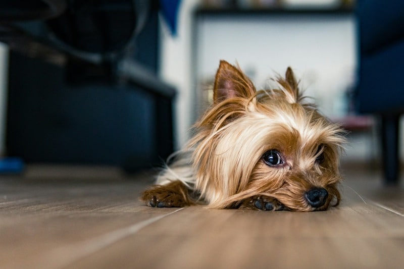 De dónde proviene el Yorkshire Terrier