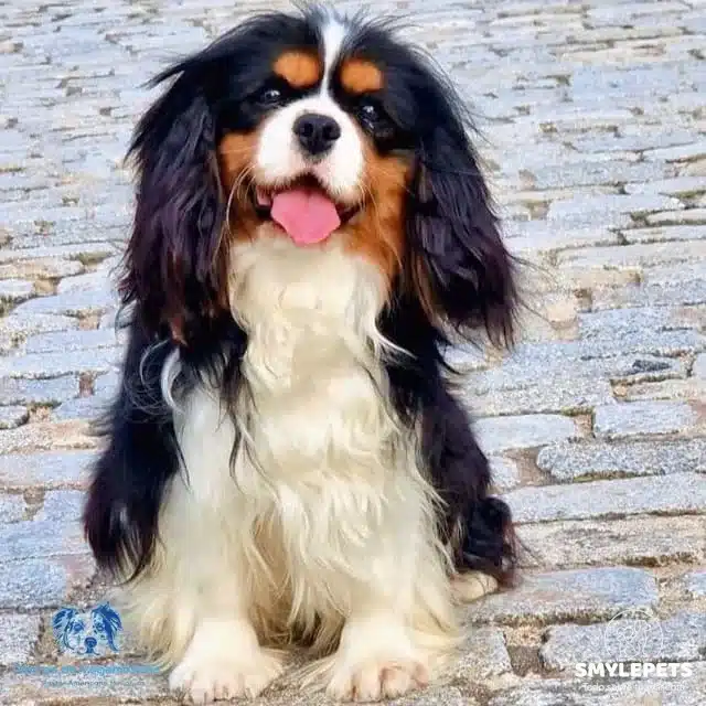 Smylepets Criadero Vegamesana Cavalier color blanco y negro Cavalier King Charles Spaniel Características, carácter y cuidados esenciales