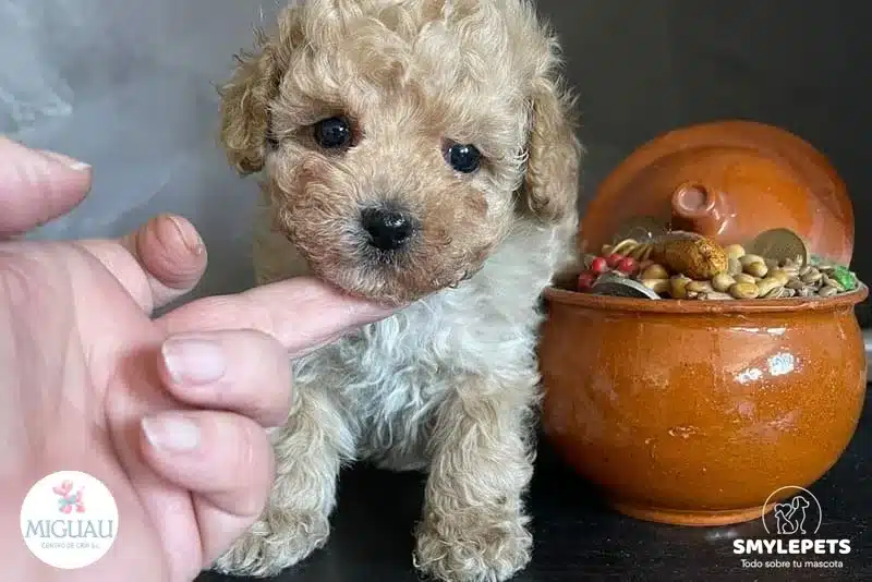 Smylepets MiGuau Caniche cachorro Todo sobre el Caniche Toy Origen, carácter y cuidados