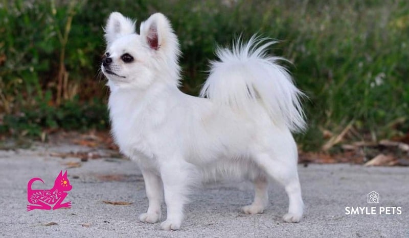 chihuahua blanco