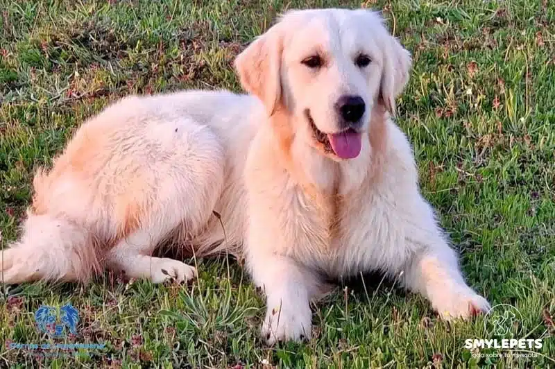 Smylepets Vegamesana Golden Retriever adulto sentado Golden Retriever Origen, características y cuidados