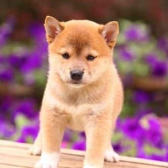 Shiba Inu cachorro