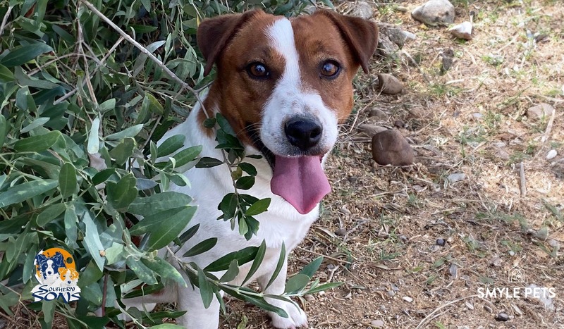 Jack Russell Terrier adulto