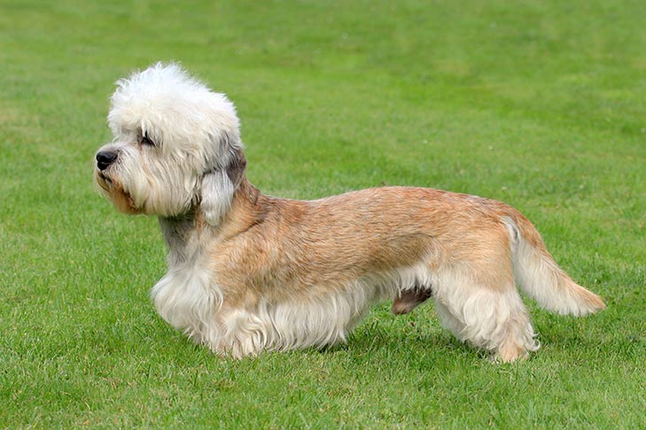 Dandie Dinmont Terrier akc