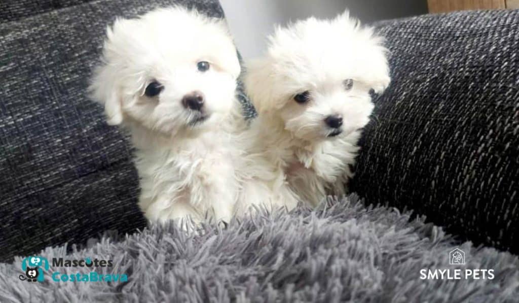 Smylepets mascotascostabrava bichon maltes cachorros