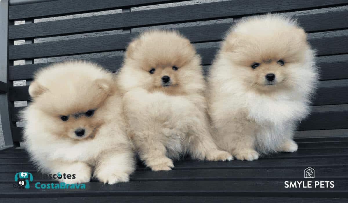 Smylepets mascotascostabrava pomerania cachorros