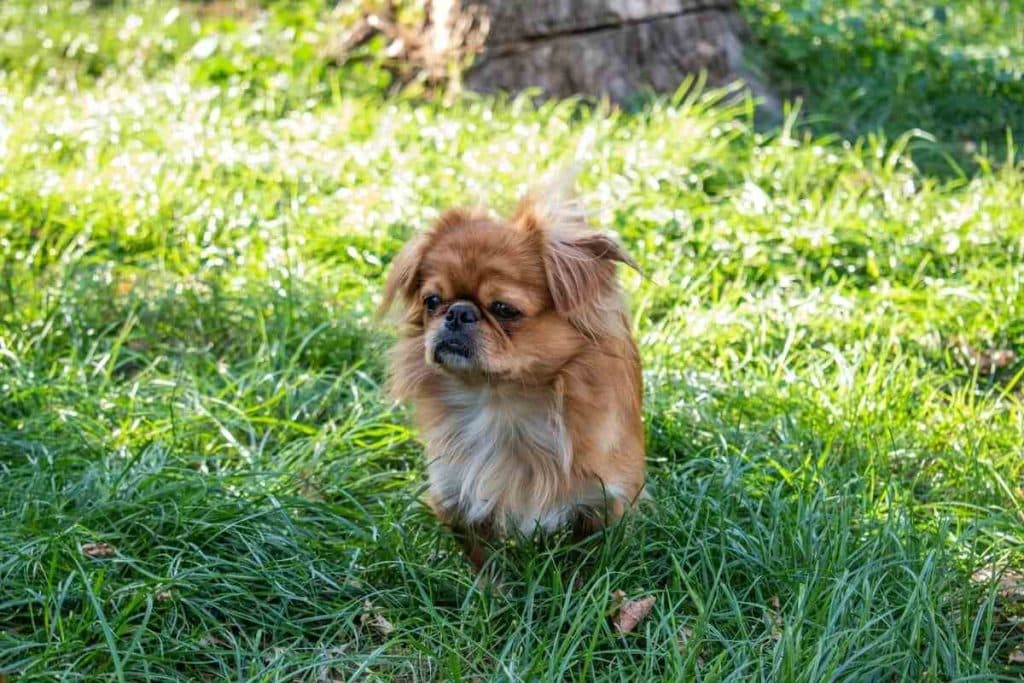 Spaniel tibetano perros para principiantes