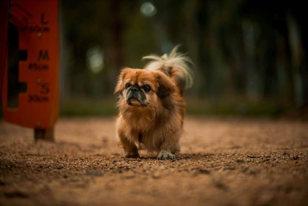 perro pekinés caminando