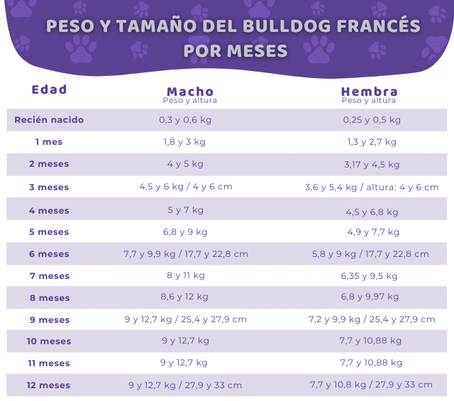 peso y tamaño bulldog frances