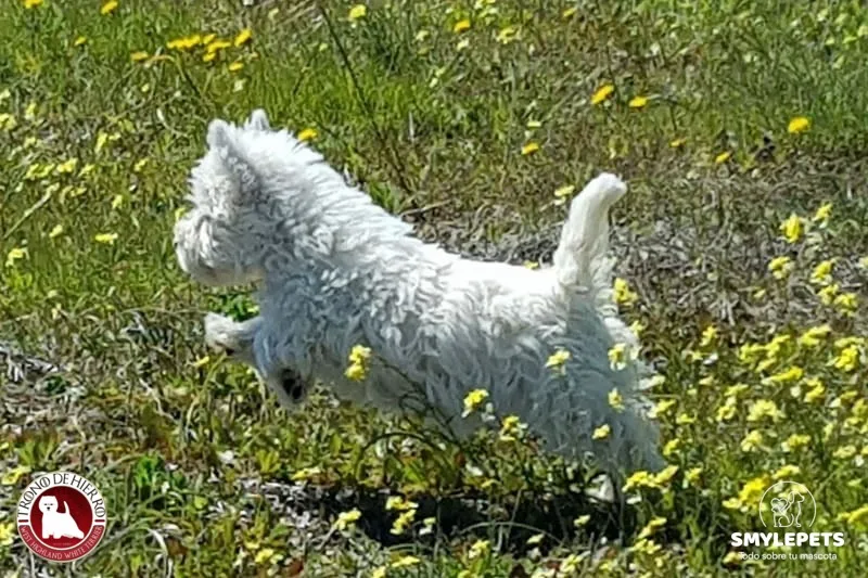 Cachorro Westy corriendo por el campo