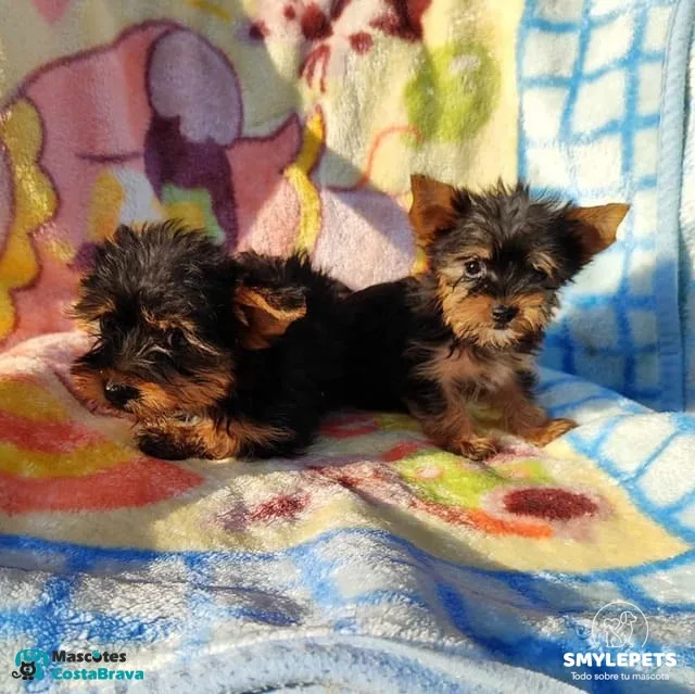 Smylepets Mascotas Costa Brava Yorkshire raza que no crece