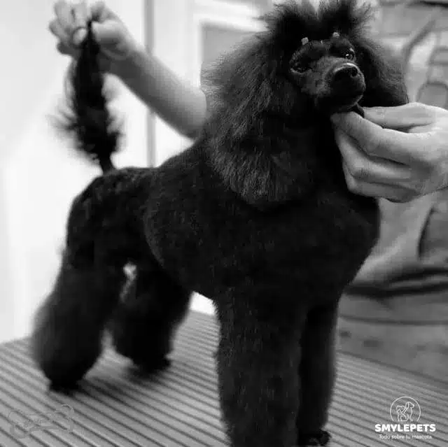 Cachorro de caniche negro en la peluquería posando