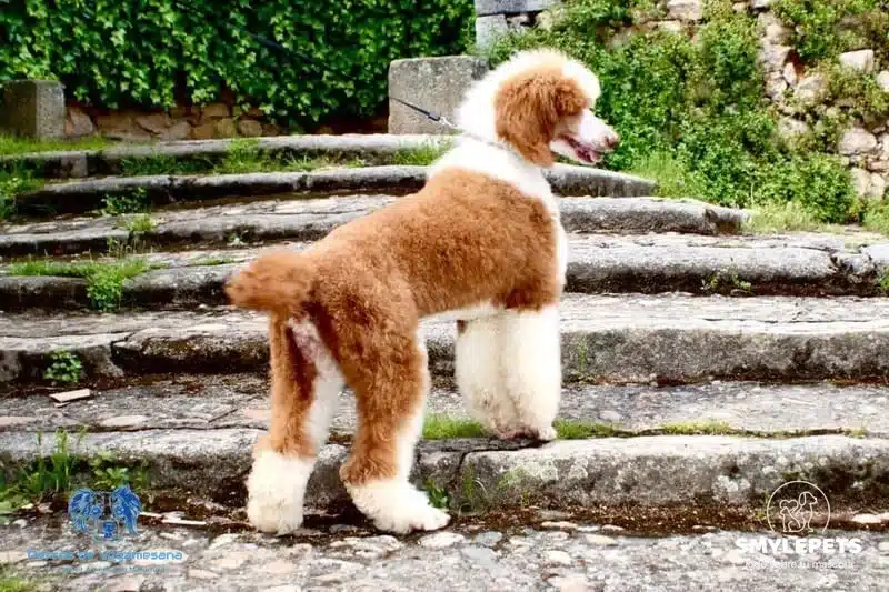 Caniche gigante blanco y marrón paseando