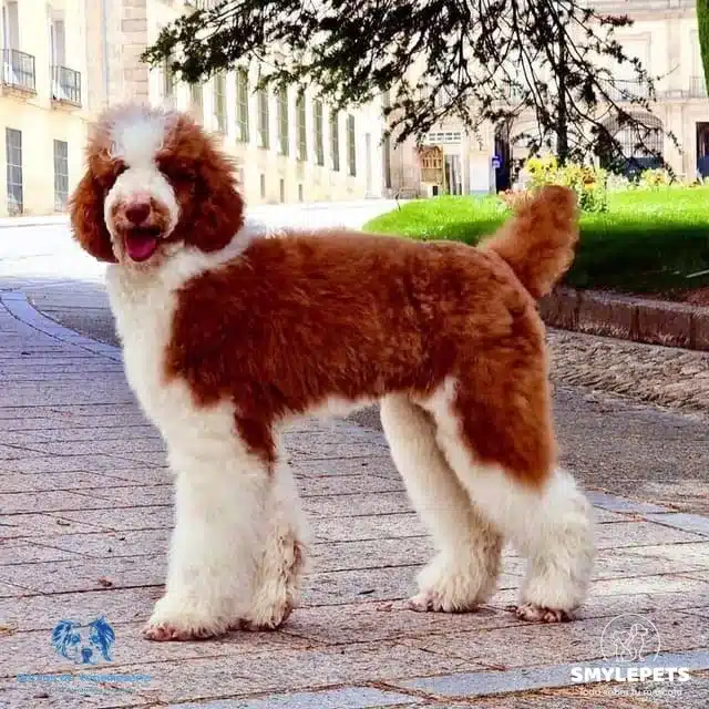 Precioso caniche gigante posando a cámara