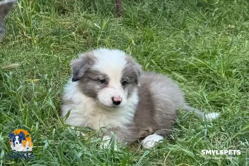 Bofrder collie jugando en el césped tranquilamente