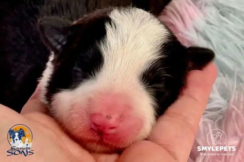 Border collie recién nacido