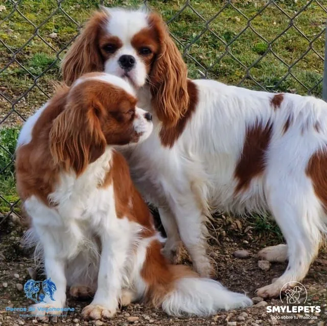Pareja cavalier blenheim tranquilos en el jardín