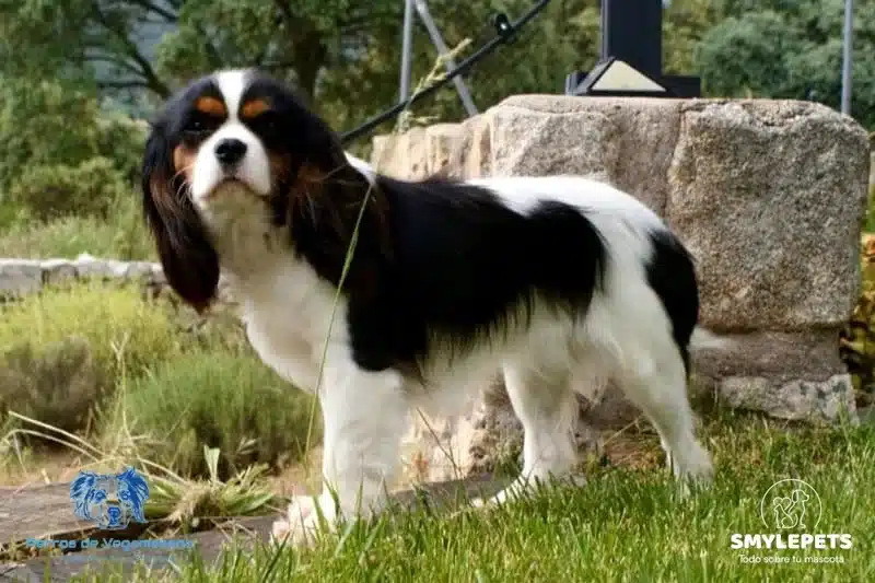 Cavalier tricolor en el jardín