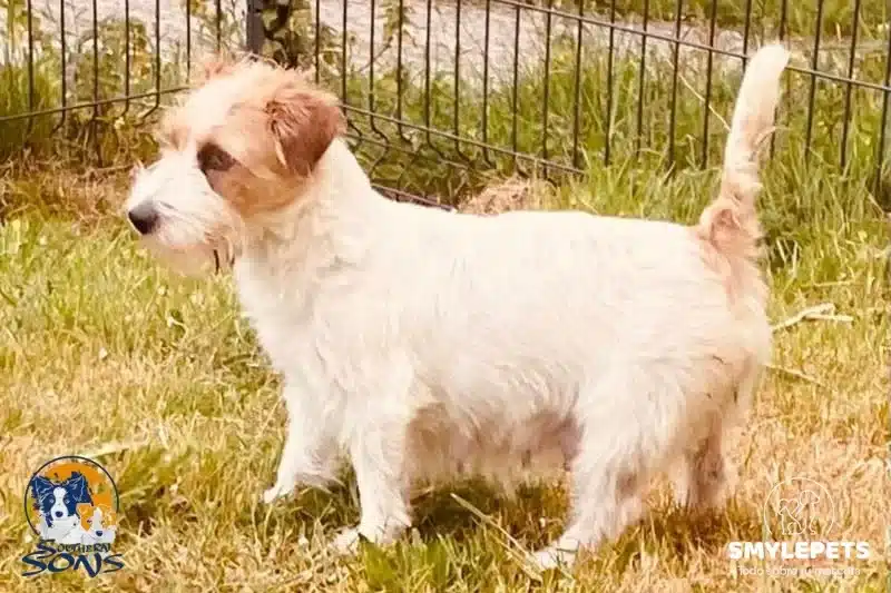 Cachorro de Jack Russell en el jardín