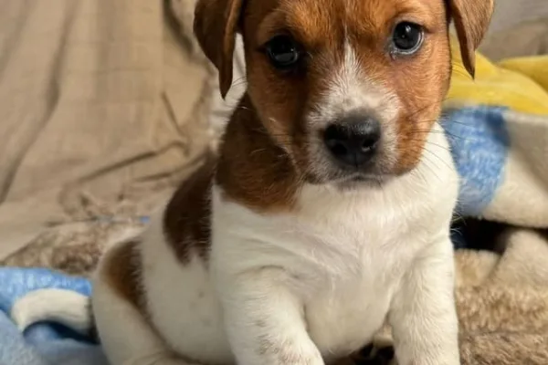 Cómo comprar un perro de forma responsable