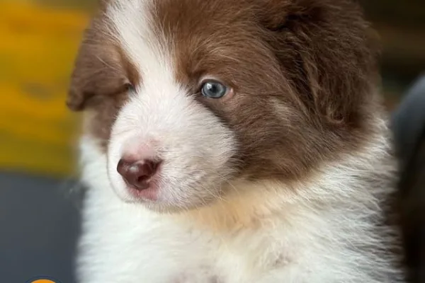 Cuánto cuesta un perro de raza en 2025 y por qué