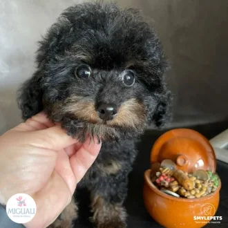 Cachorro de Caniche Fuego