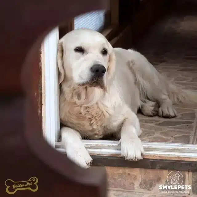 Golden en un criadero legal posando cámara
