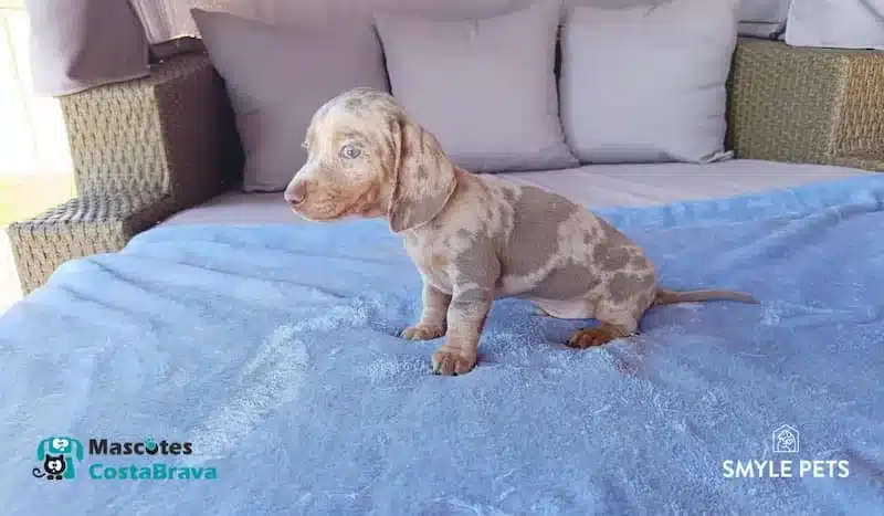 Cachorro de Teckel con manchas sentado