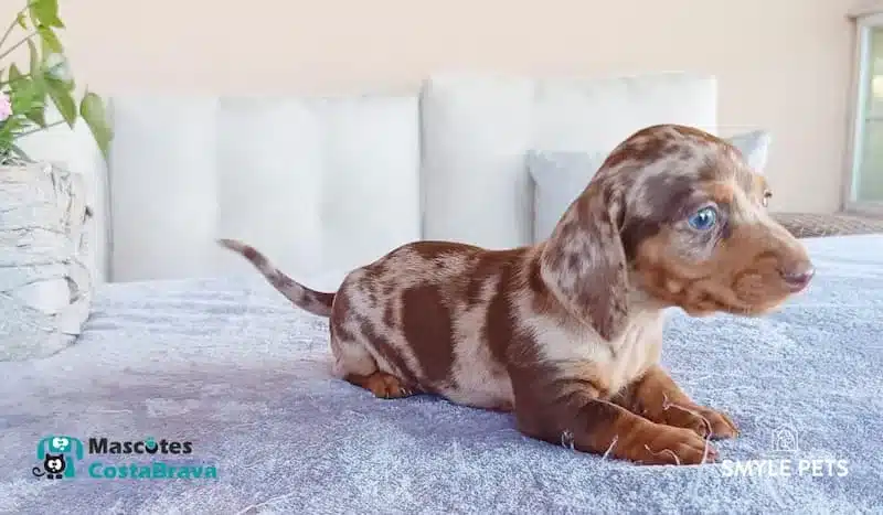 Cachorro Teckel arlequín marrón con ojos azules sobre sofá azul claro