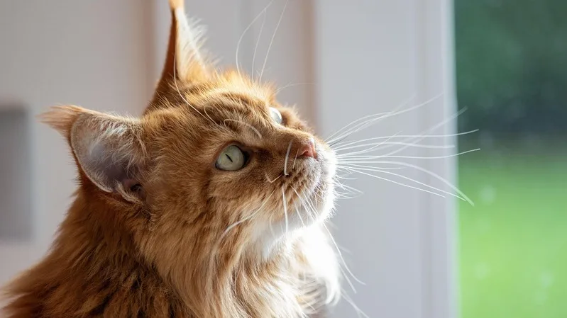 Los Maine Coon disfrutan observar el exterior desde una ventana