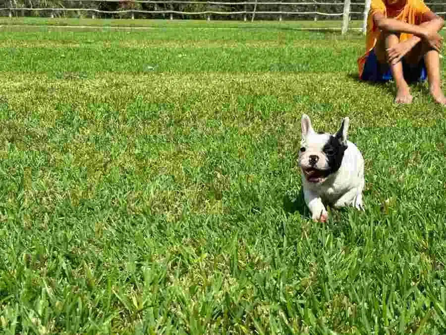 cachorro bulldog francés corriendo en un criadero de confiaza