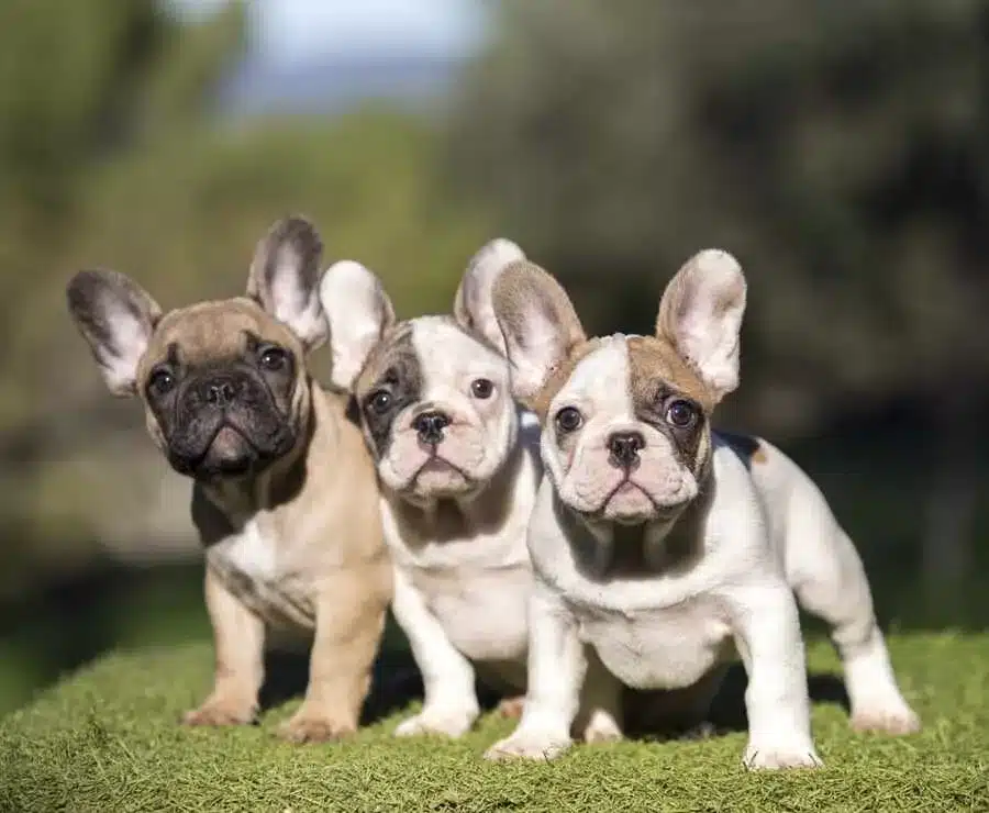 cachorros sentados en un espacio verde de un criadero de confiaza