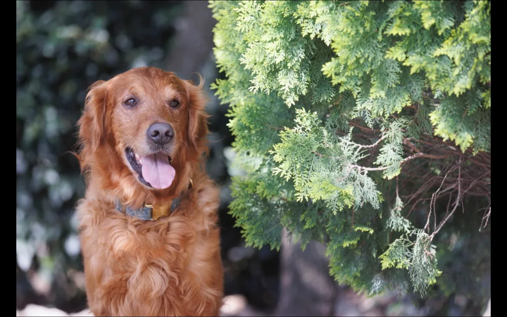 perros de asistencia para personas con discapacidad
