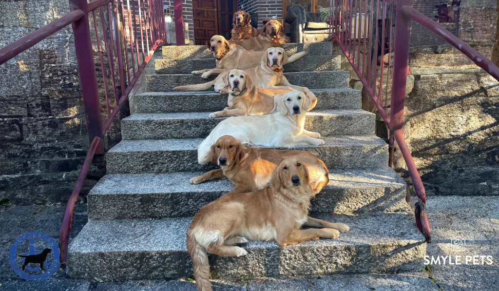 perros de ayuda sentados cada uno en un escalón de una escalera de material en un entorno ntural 