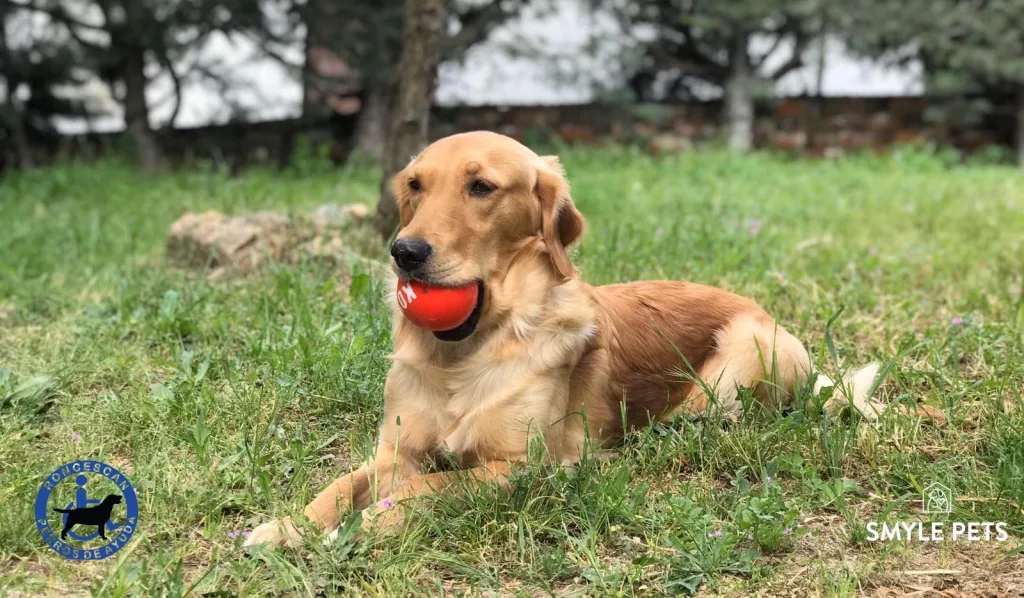 perro de ayuda sentado en un parque con una pelota rojoa en la boca