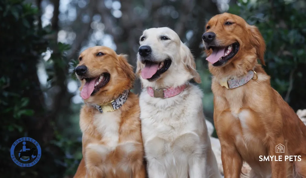 perros de ayuda sentados en hilera de colores marrón y blanco, mirando hacia un costado
