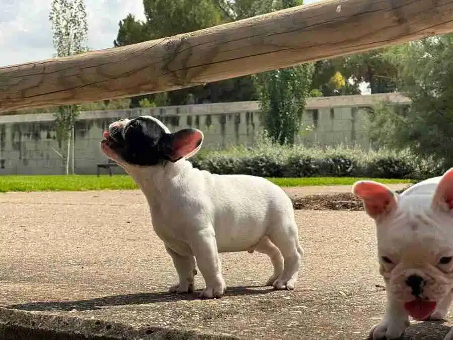 cachorros bulldog francés en un criadero responsable