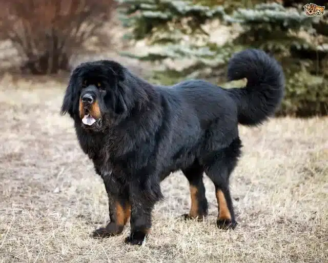 Mastín Tibetano adulto negro con marrón, con cola enroscada, parado en un bosque