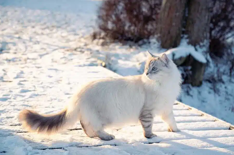 gato siberiano blanco con cola negra, caminando por la nieve, mirando hacia atrás