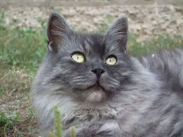 gato siberiano azul - gris recostado en un parque verde mirando hacia arriba