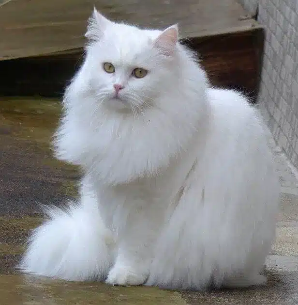 gato siberiano blanco sentado mirando hacia adelante