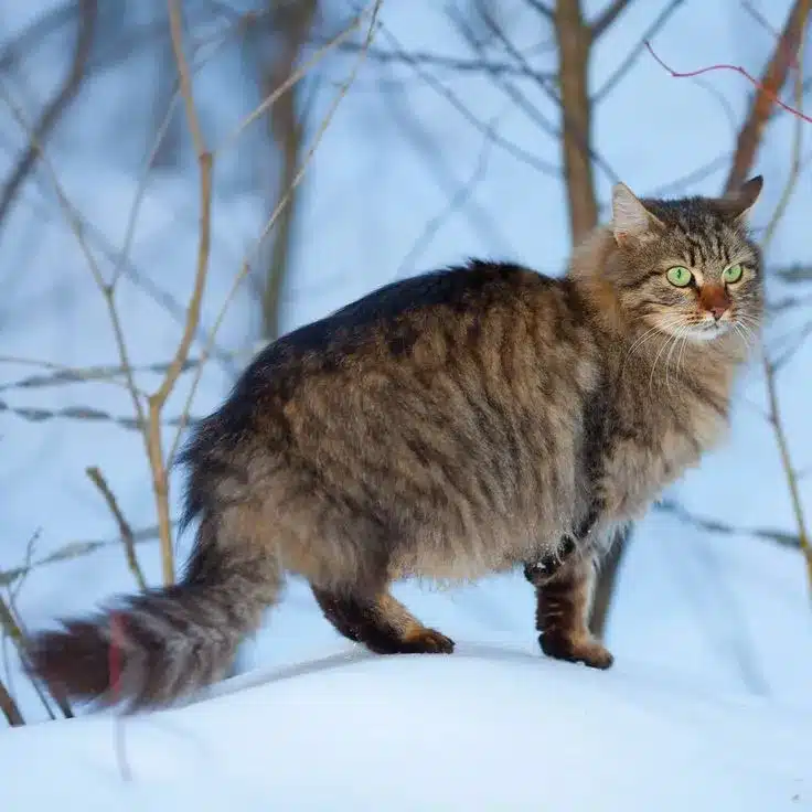gato Siberiano caminado por la nieve, ramas de árboles se ven de fondo