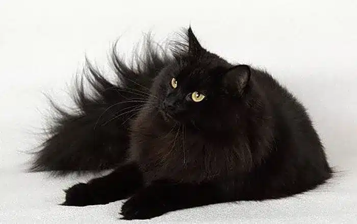 gato siberiano negro recostado en un fondo blanco
