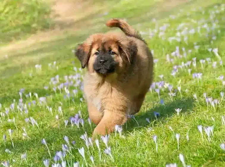 mastin tibetano variedad Do-Khyi cachorro corriendo por pradera con flores