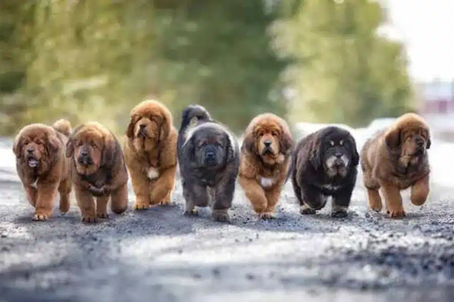 Mastines tibetanos cachorros de diferentes colores caminando juntos hacia adelante