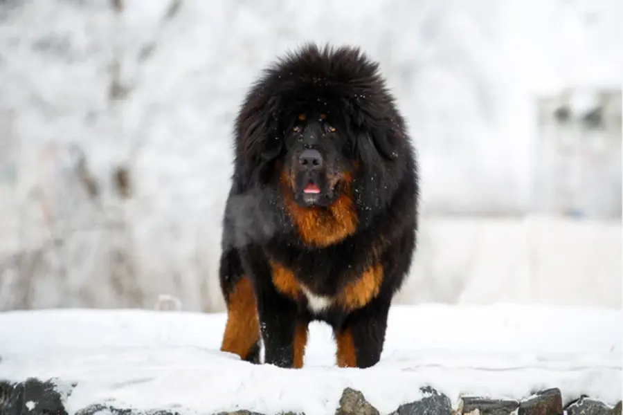 Mastín Tibetano adulto caminando en la nieve